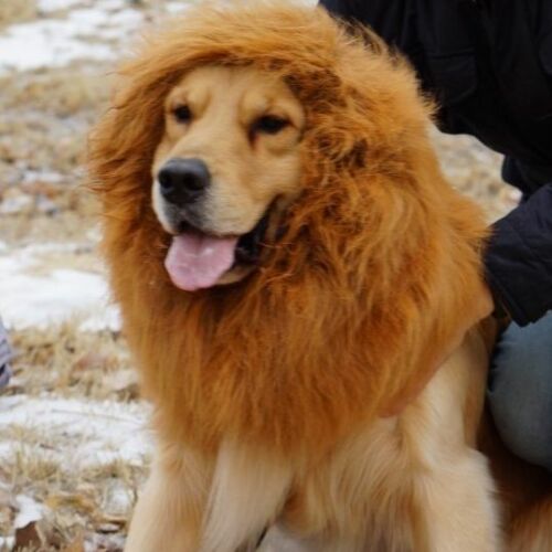 Large breed dog HALLOWEEN Festival Party Costume Lion Mane Wig in 4 colours